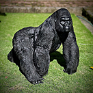 imagem do produto Escultura Gorila Alfa em Bronze 85cm - EBZ750