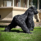 imagem do produto Escultura Gorila Alfa em Bronze 85cm - EBZ750