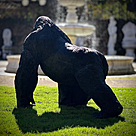 imagem do produto Escultura Gorila Alfa em Bronze 85cm - EBZ750