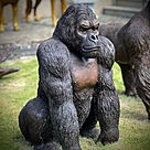 imagem do produto Escultura Gorila de Bronze Sentado 90cm - EBZ709 Elegância e Força