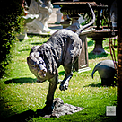 imagem do produto Escultura Impulso Felino 134cm - EBZ718
