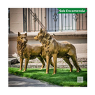 imagem do produto Par de Lobos em Bronze 104cm - EBZ702