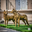 imagem do produto Par de Lobos em Bronze 104cm - EBZ702