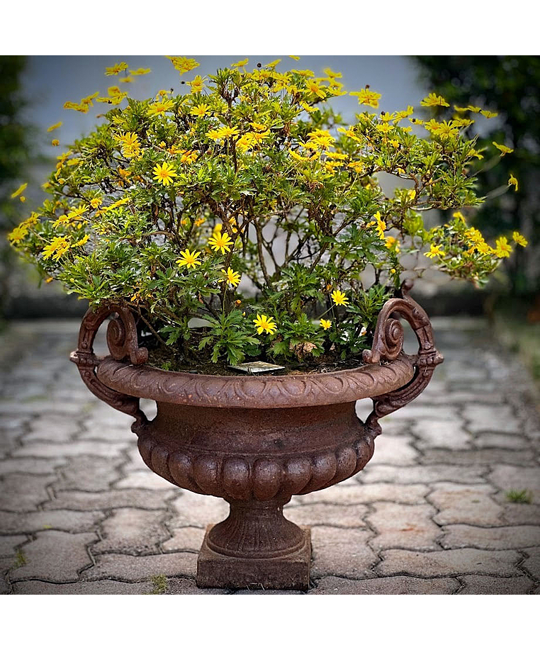 imagem do produto Vaso Decorativo de Ferro Fundido Pequeno com Al�a 45cm - VF038